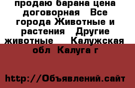 продаю барана цена договорная - Все города Животные и растения » Другие животные   . Калужская обл.,Калуга г.